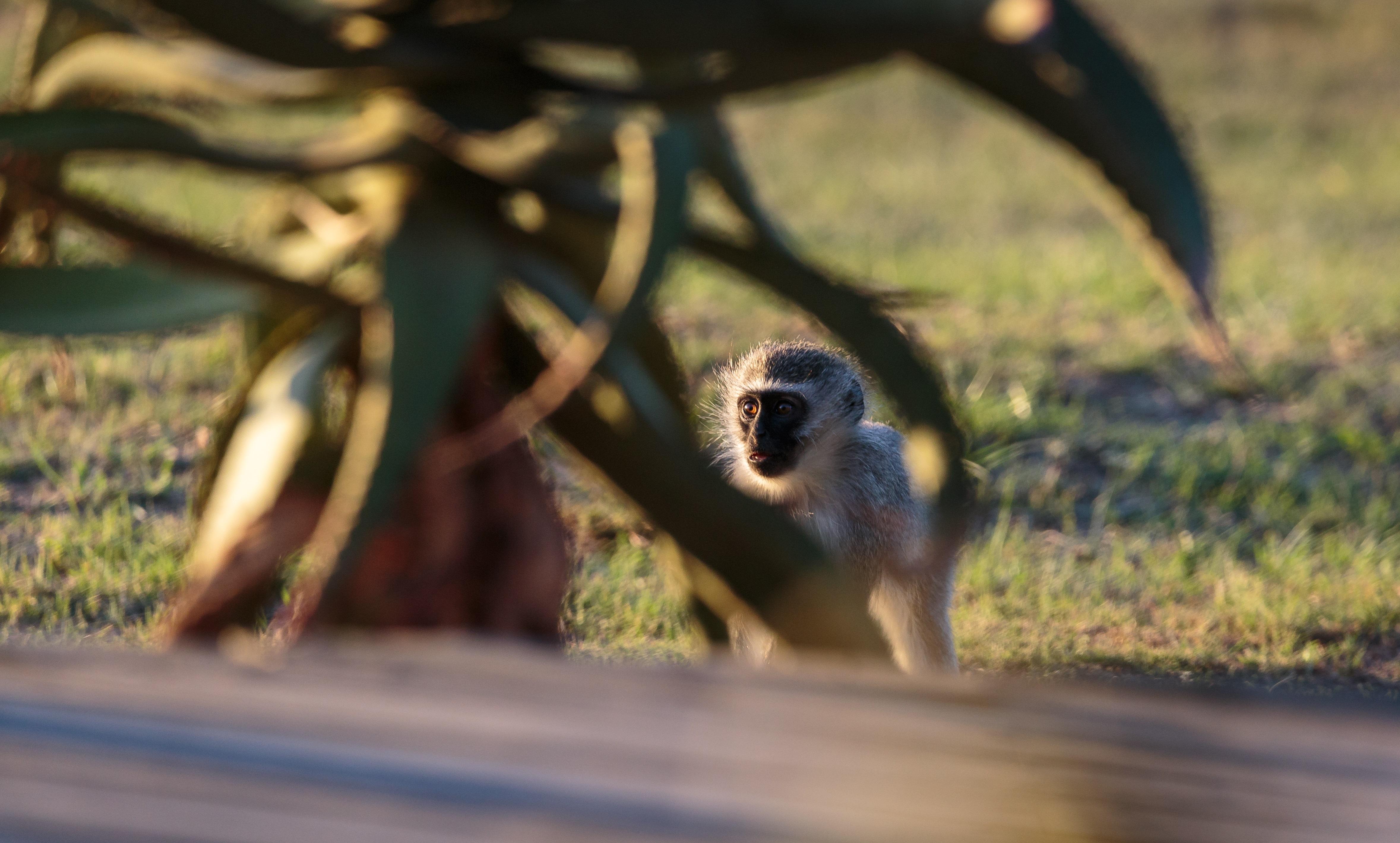 Hlosi Game Lodge - Amakhala Game Reserve Buyskloof Luaran gambar