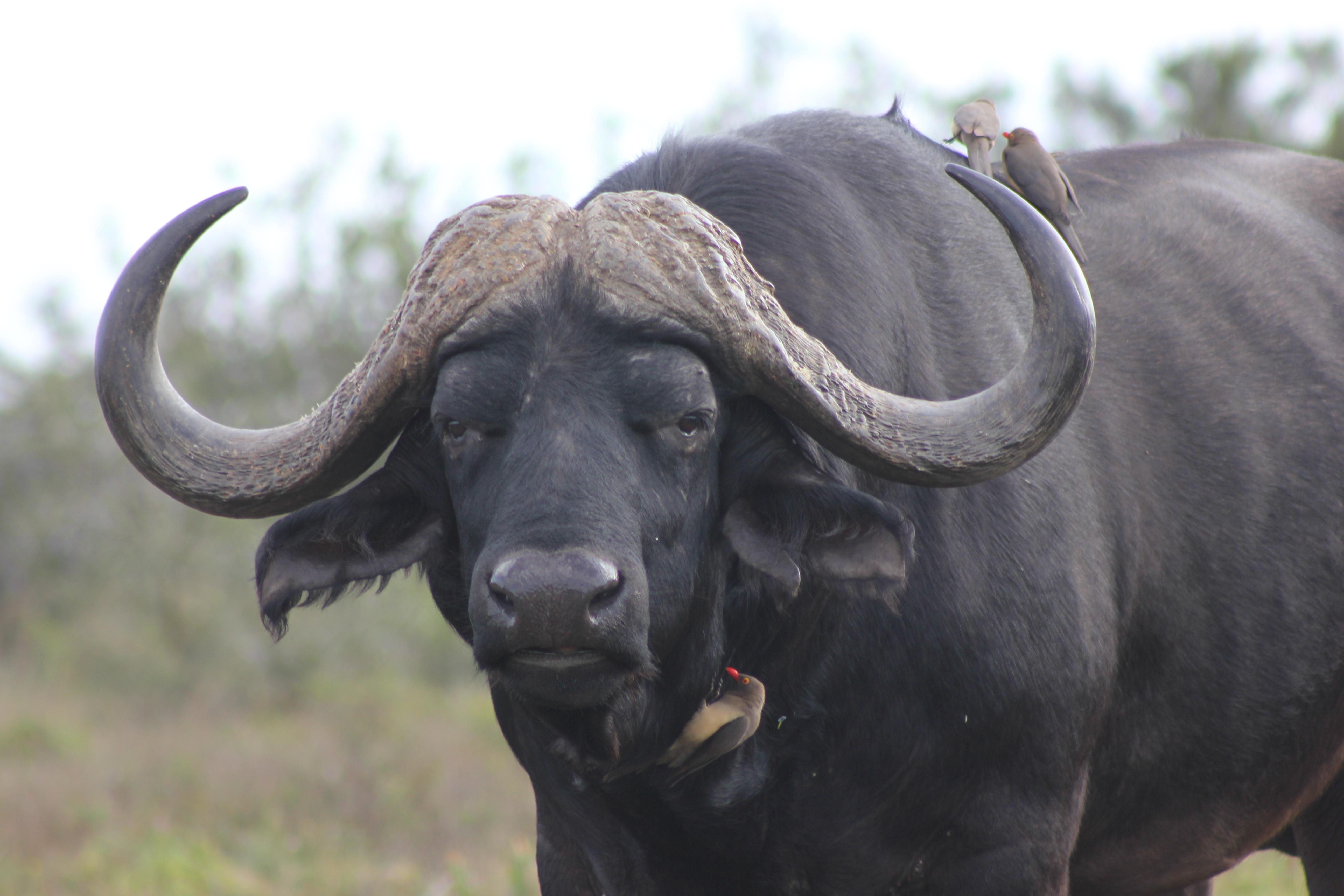 Hlosi Game Lodge - Amakhala Game Reserve Buyskloof Luaran gambar