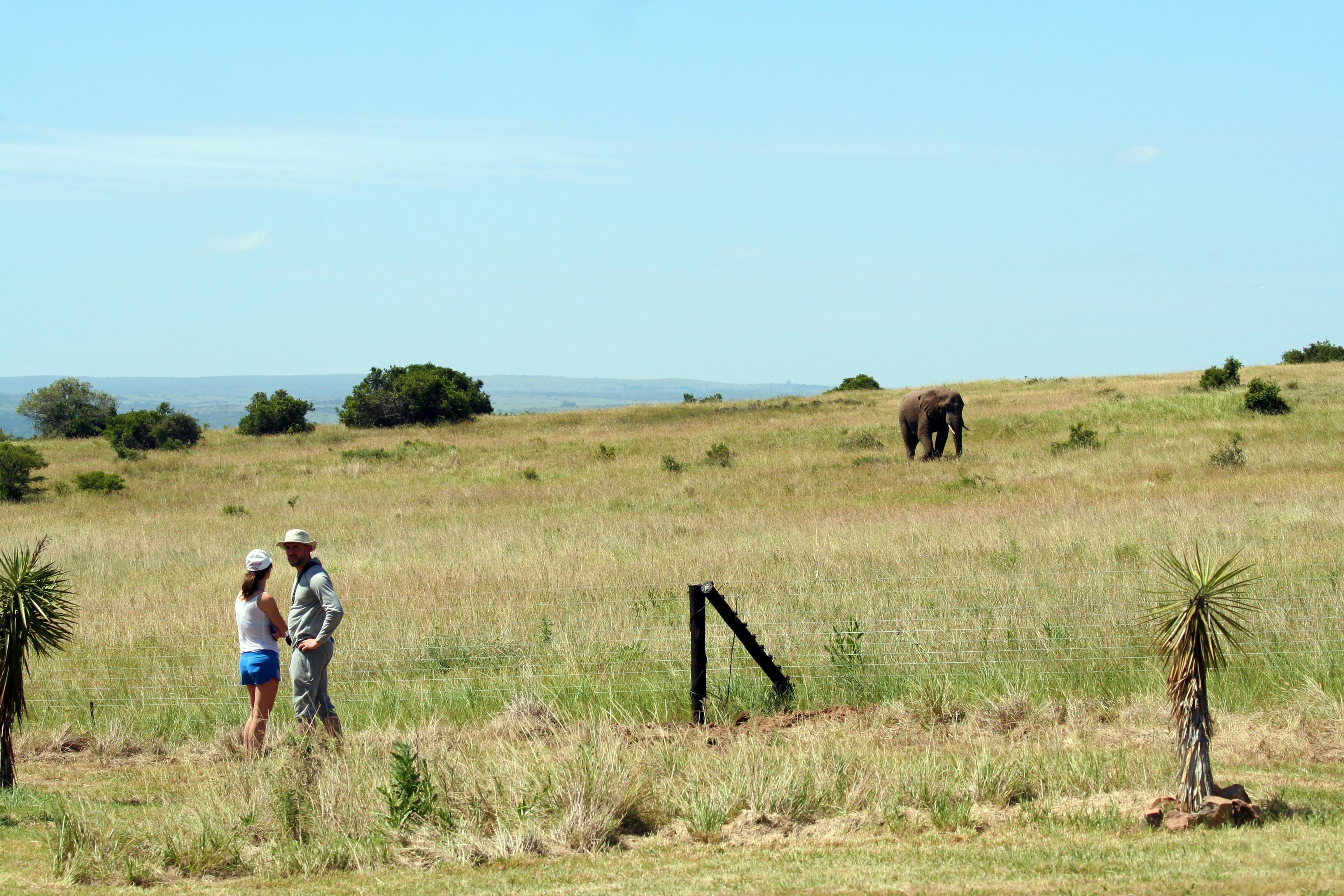 Hlosi Game Lodge - Amakhala Game Reserve Buyskloof Luaran gambar