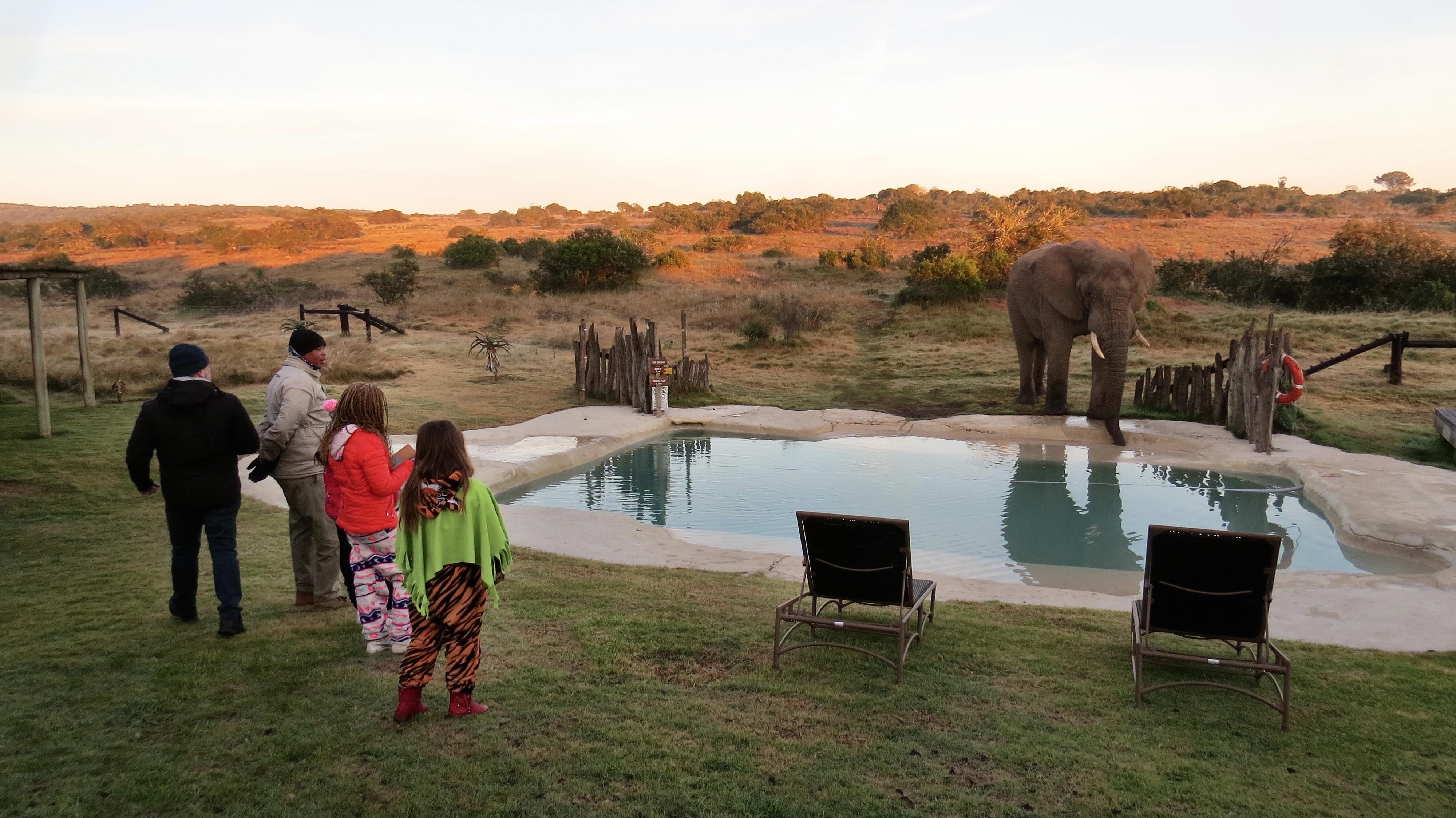 Hlosi Game Lodge - Amakhala Game Reserve Buyskloof Luaran gambar