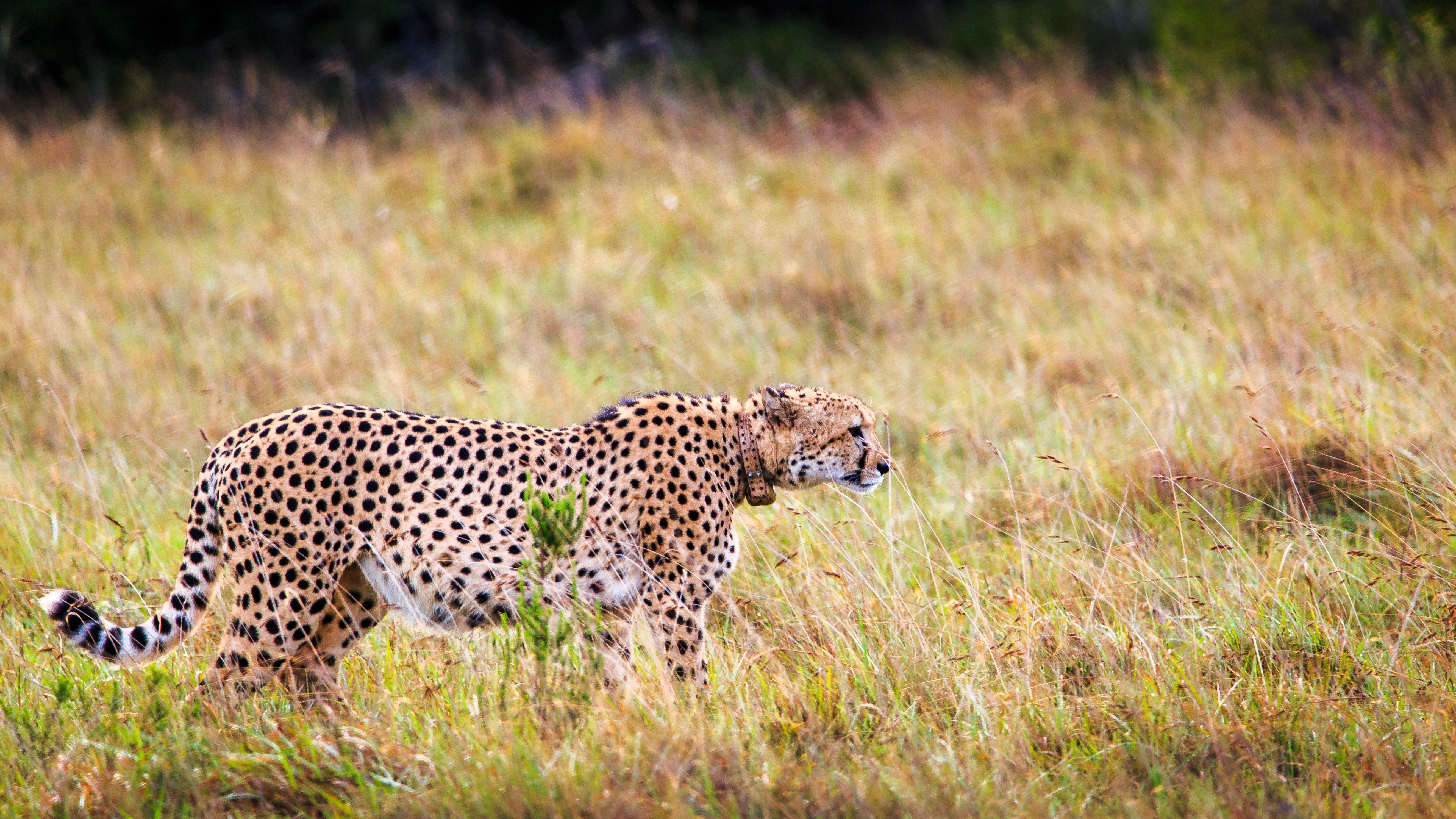 Hlosi Game Lodge - Amakhala Game Reserve Buyskloof Luaran gambar