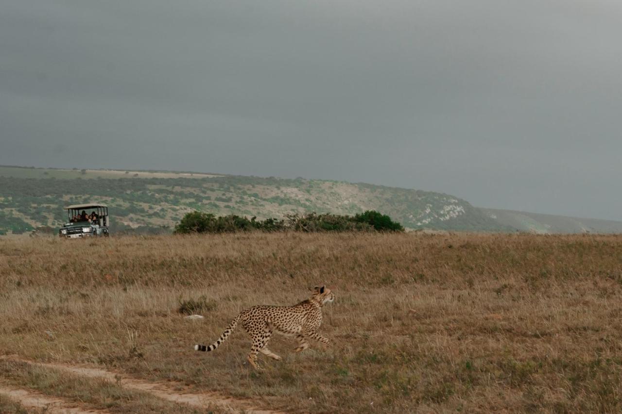 Hlosi Game Lodge - Amakhala Game Reserve Buyskloof Luaran gambar