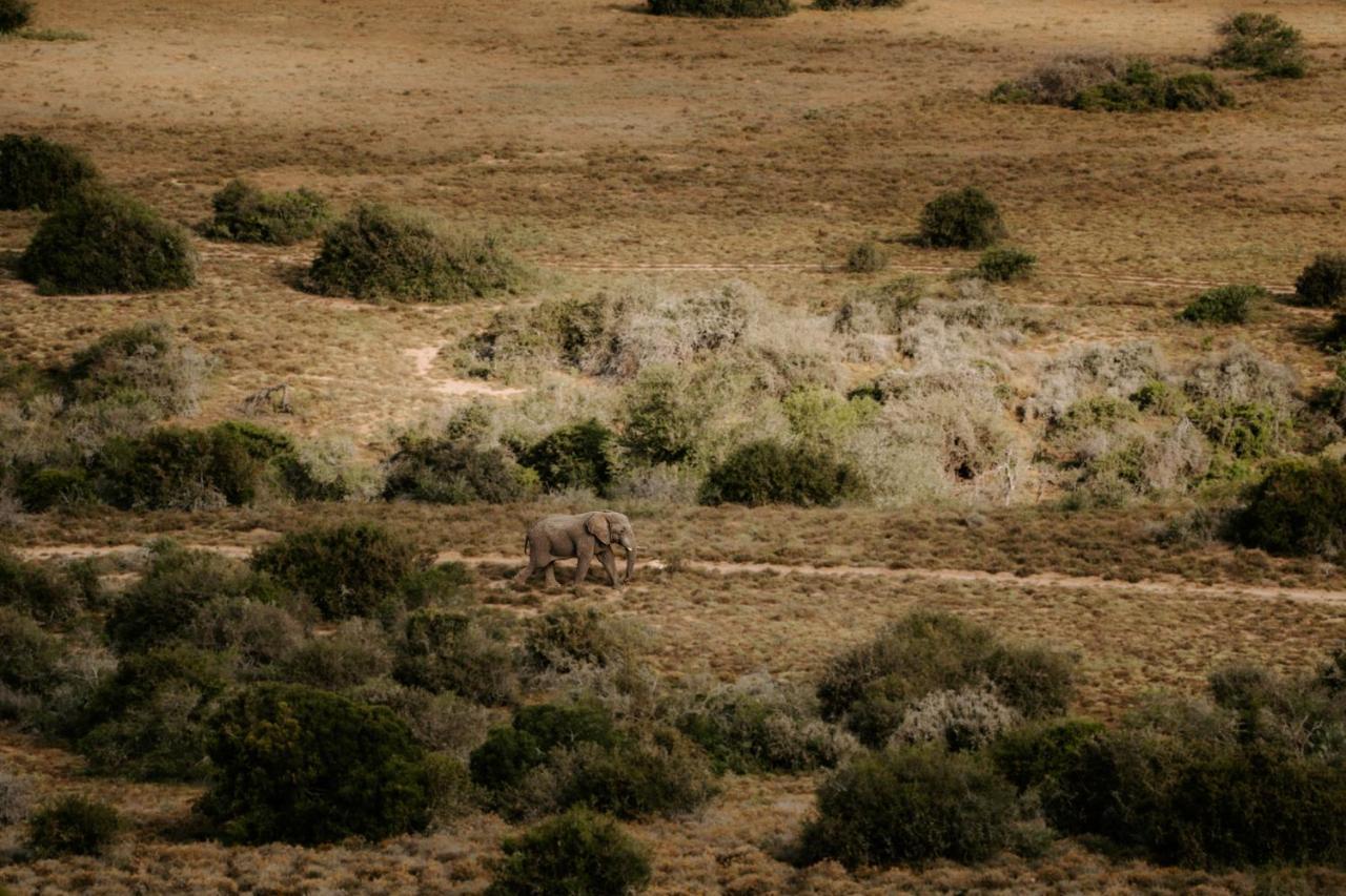 Hlosi Game Lodge - Amakhala Game Reserve Buyskloof Luaran gambar