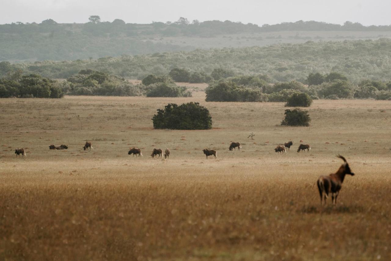 Hlosi Game Lodge - Amakhala Game Reserve Buyskloof Luaran gambar