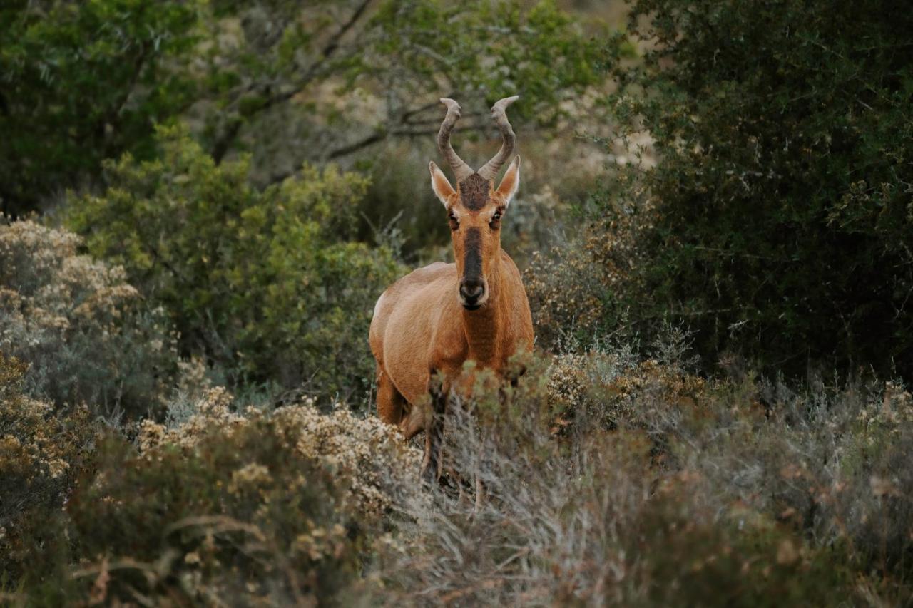 Hlosi Game Lodge - Amakhala Game Reserve Buyskloof Luaran gambar