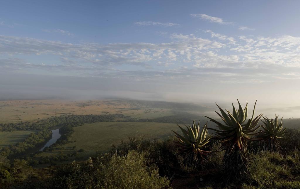 Hlosi Game Lodge - Amakhala Game Reserve Buyskloof Luaran gambar